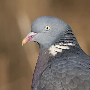 Wood Pigeon - Close up of an adult bird's head and upper body. England, UK