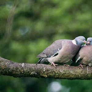 Wood Pigeon UK