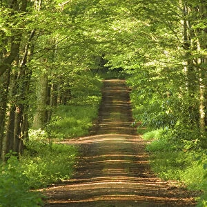 Woodland path with shafts of sunshine