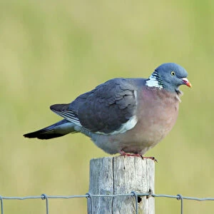 Woodpigeon - on fence post, Texel, Holland