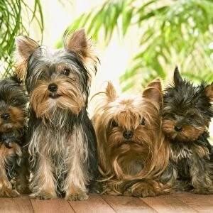 Yorkshire Terrier - adults with two puppies