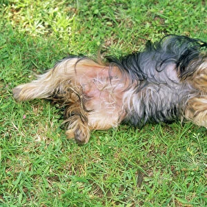 Yorkshire Terrier Dog - laying on grass