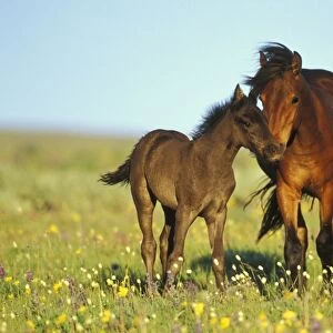 Young adolescent wild horse checks out this years colt in meadow of wildflowers. Western U. S. summer. WH426