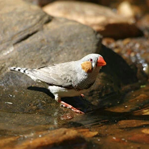 Zebra Finch Male, by drinking pool Standley Chasm, West MacDonnell National Park, Northern Territory, Australia