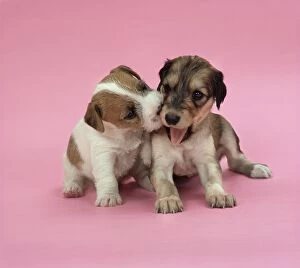 Jack Russell Terrier & Saluki Dog - 4 week old puppys