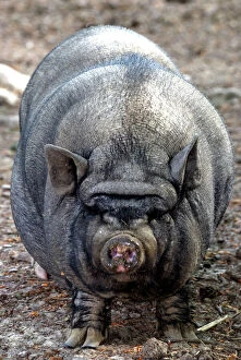 pot bellied pig