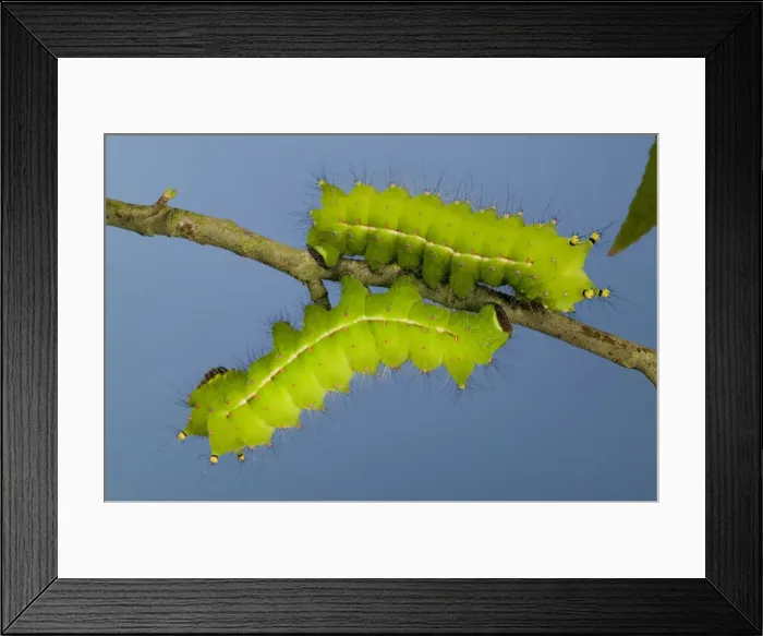 Framed Print : Picture No. 10896092 Framed Print : Picture No. 10896092