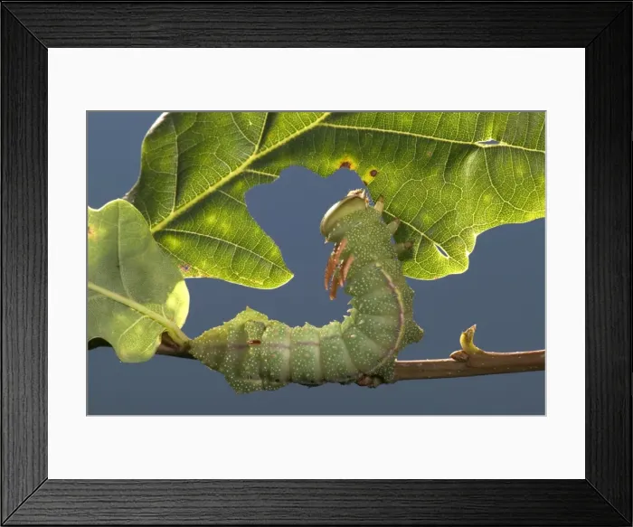 Framed Print : Picture No. 10896090 Framed Print : Picture No. 10896090
