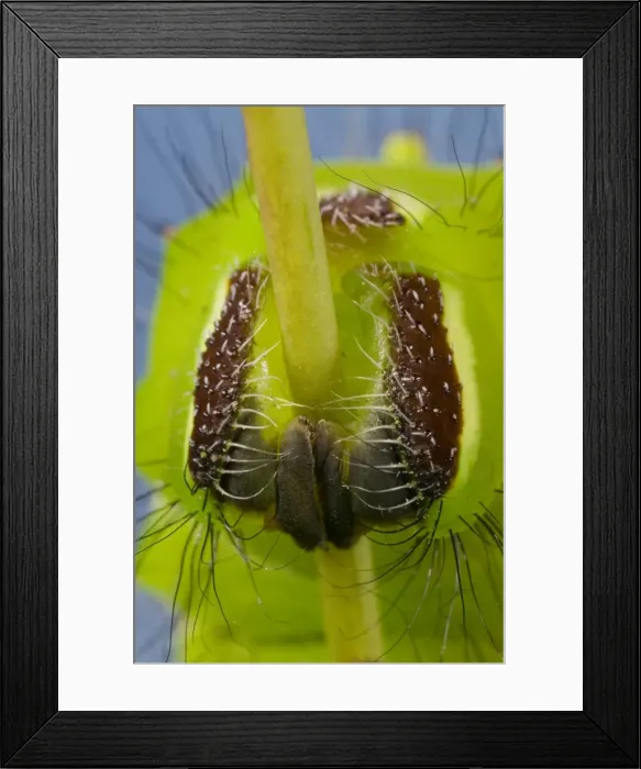 Framed Print : Picture No. 10896093