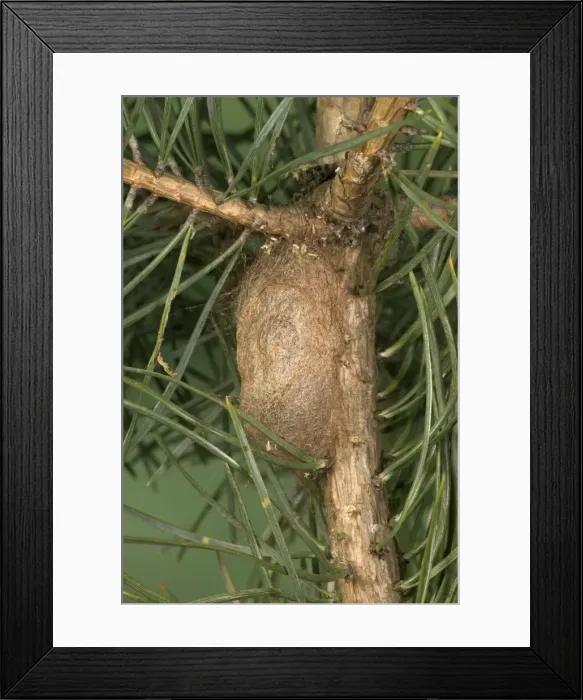 Framed Print : Picture No. 10896089 Framed Print : Picture No. 10896089