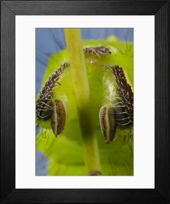 Framed Print : Picture No. 10896094 Framed Print : Picture No. 10896094