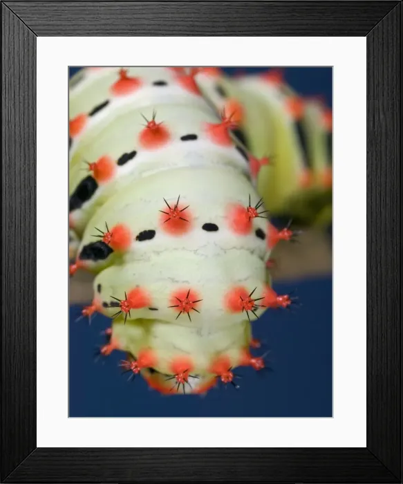 Framed Print : Picture No. 10896095 Framed Print : Picture No. 10896095