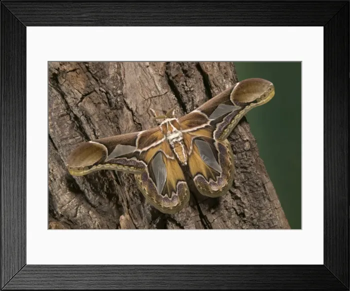 Framed Print : Picture No. 10896088 Framed Print : Picture No. 10896088