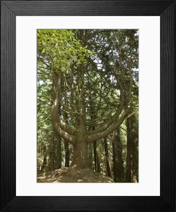 Framed Print : Picture No. 10896103 Framed Print : Picture No. 10896103