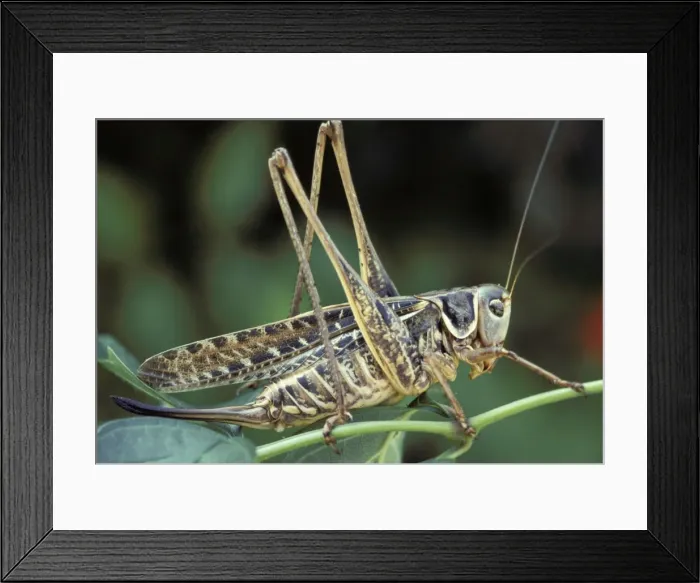 Framed Print : Picture No. 10896252 Framed Print : Picture No. 10896252