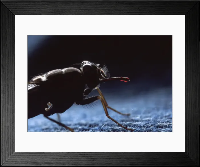 Framed Print : Picture No. 10896247 Framed Print : Picture No. 10896247