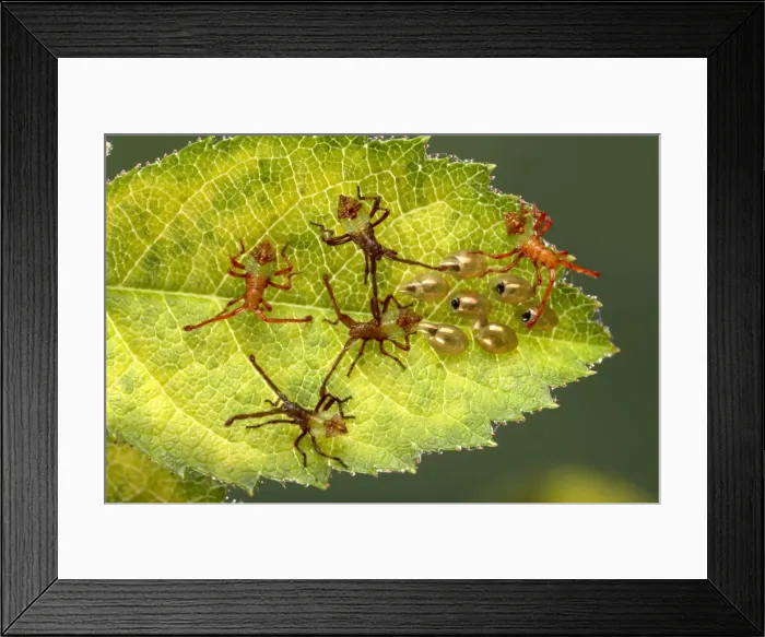 Framed Print : Picture No. 10896255 Framed Print : Picture No. 10896255