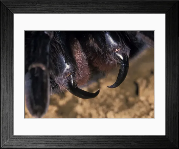 Framed Print : Picture No. 10896256 Framed Print : Picture No. 10896256