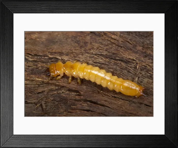 Framed Print : Picture No. 10896259 Framed Print : Picture No. 10896259