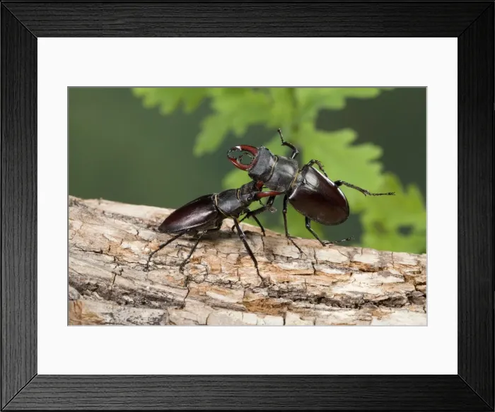 Framed Print : Picture No. 10896253 Framed Print : Picture No. 10896253