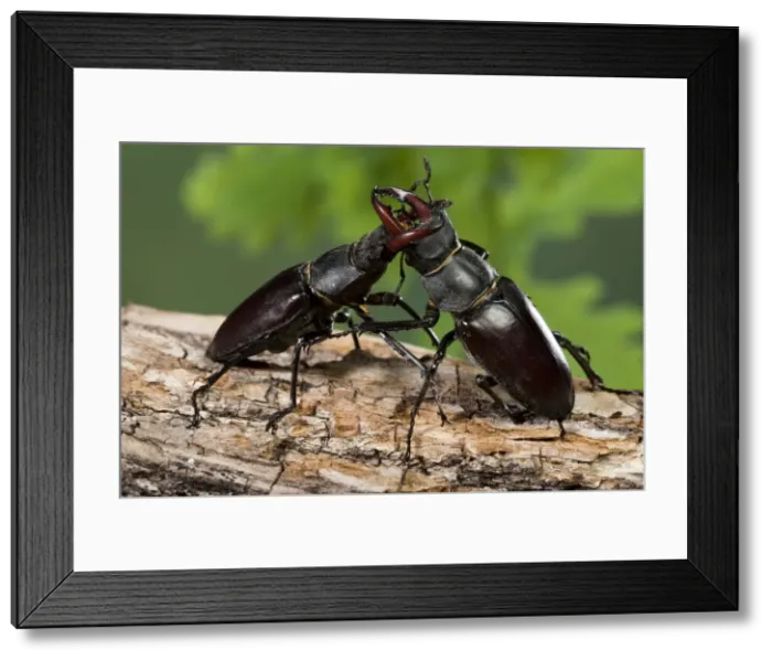 Framed Print : Picture No. 10896261 Framed Print : Picture No. 10896261
