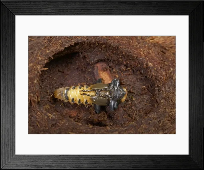 Framed Print : Picture No. 10896260