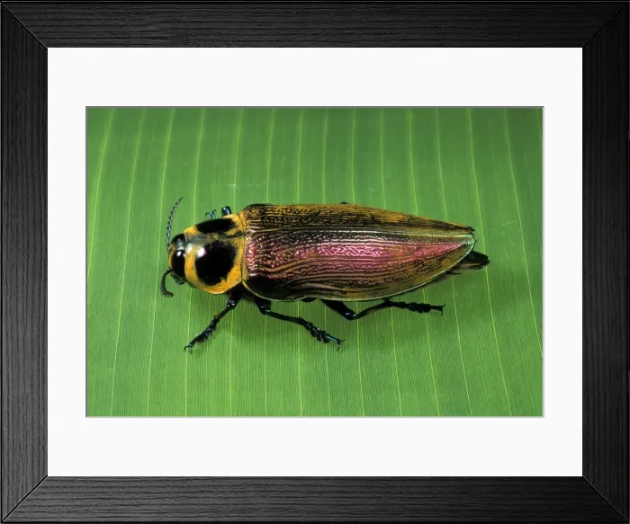 Framed Print : Picture No. 10896258 Framed Print : Picture No. 10896258
