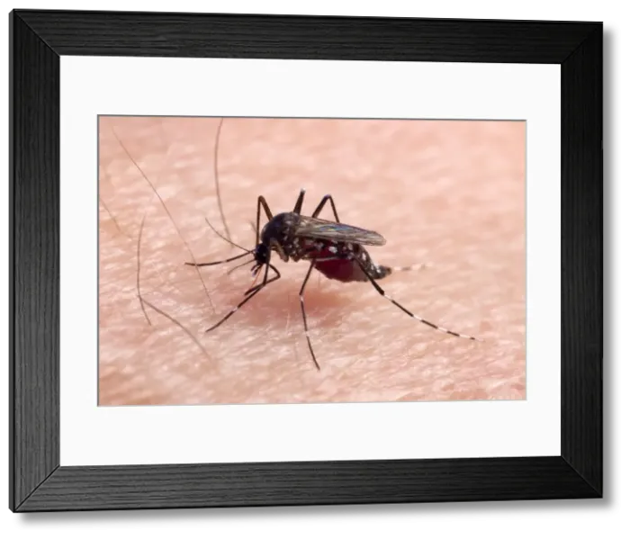 Framed Print : Picture No. 10896266 Framed Print : Picture No. 10896266