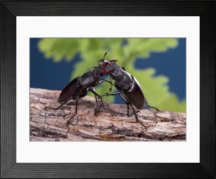 Framed Print : Picture No. 10896268 Framed Print : Picture No. 10896268