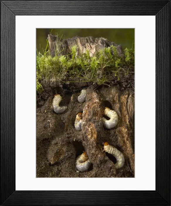 Framed Print : Picture No. 10896263 Framed Print : Picture No. 10896263
