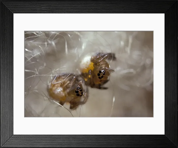 Framed Print : Picture No. 10896267 Framed Print : Picture No. 10896267