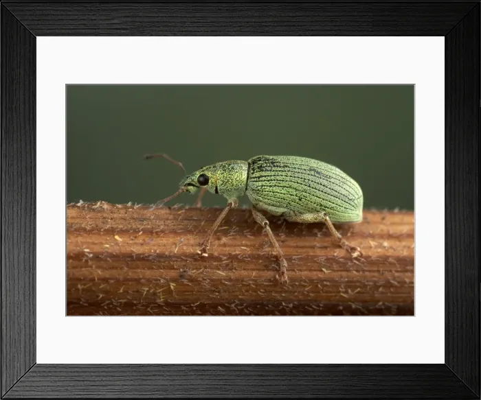 Framed Print : Picture No. 10896269 Framed Print : Picture No. 10896269
