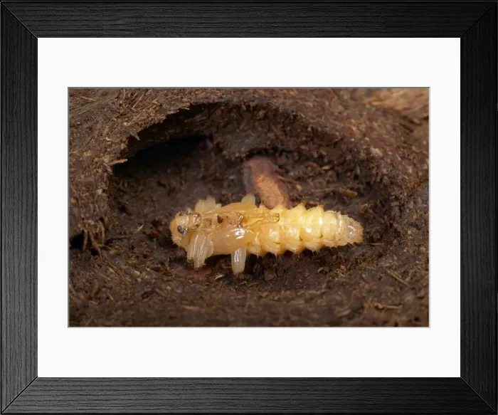 Framed Print : Picture No. 10896270 Framed Print : Picture No. 10896270