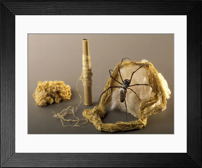 Framed Print : Picture No. 10896262 Framed Print : Picture No. 10896262