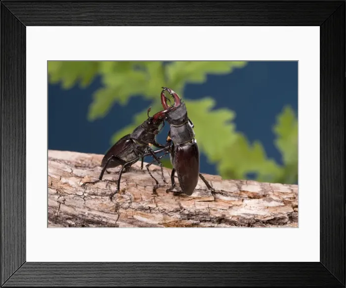 Framed Print : Picture No. 10896274 Framed Print : Picture No. 10896274