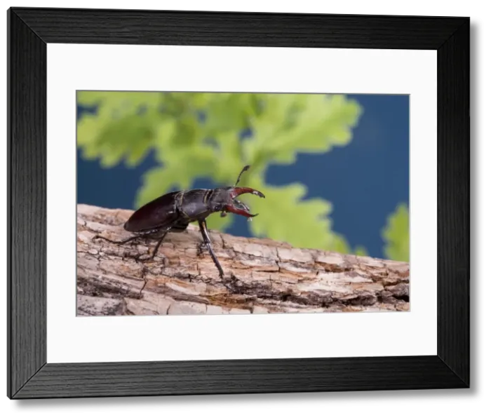 Framed Print : Picture No. 10896272 Framed Print : Picture No. 10896272