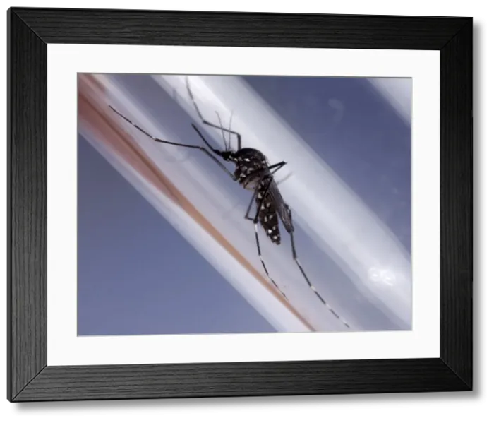 Framed Print : Picture No. 10896275 Framed Print : Picture No. 10896275