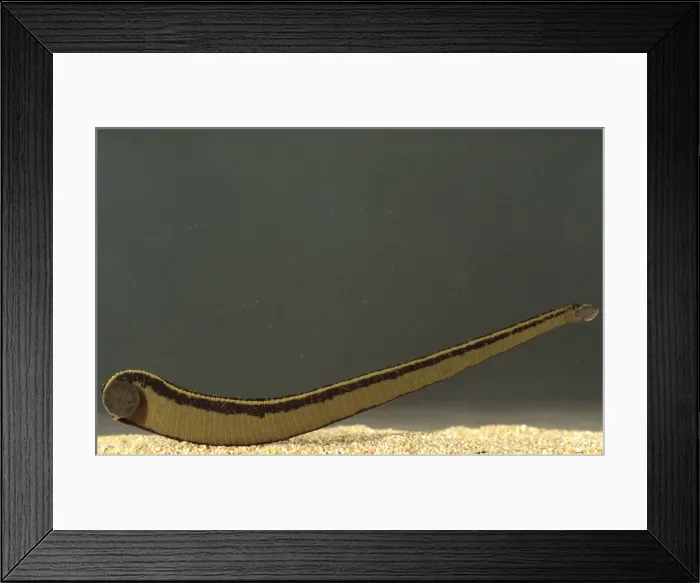 Framed Print : Picture No. 10896276 Framed Print : Picture No. 10896276