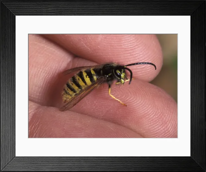 Framed Print : Picture No. 10896273 Framed Print : Picture No. 10896273