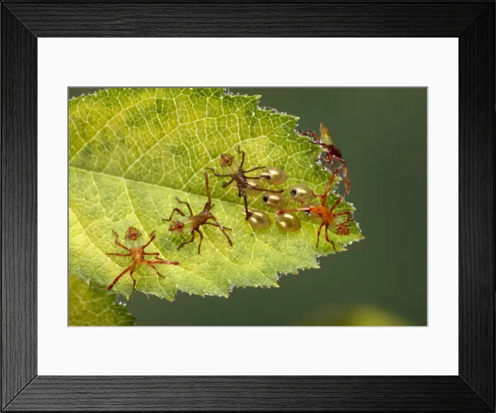 Framed Print : Picture No. 10896279 Framed Print : Picture No. 10896279