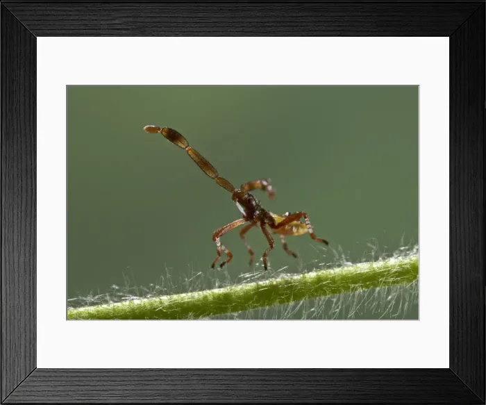 Framed Print : Picture No. 10896280 Framed Print : Picture No. 10896280