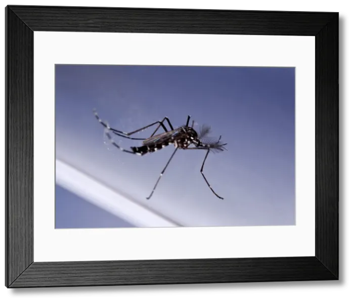 Framed Print : Picture No. 10896277 Framed Print : Picture No. 10896277
