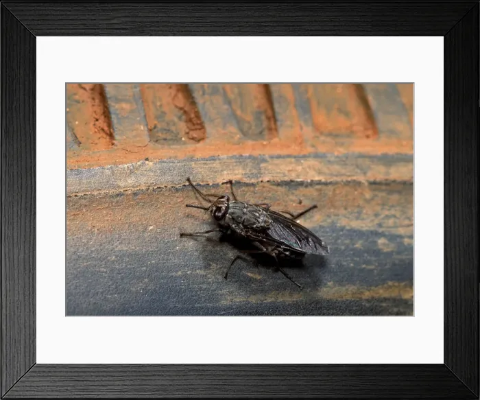 Framed Print : Picture No. 10896271 Framed Print : Picture No. 10896271