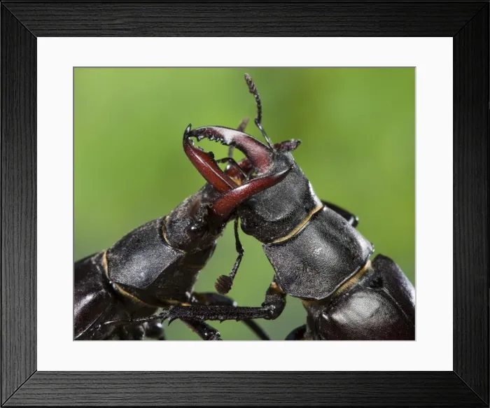 Framed Print : Picture No. 10896282 Framed Print : Picture No. 10896282