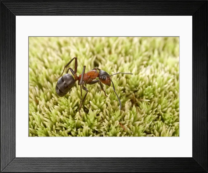 Framed Print : Picture No. 10896281