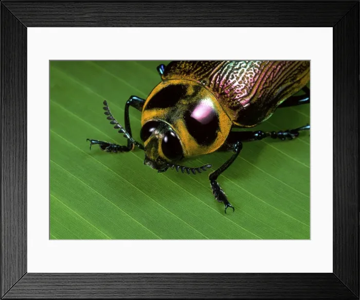 Framed Print : Picture No. 10896284