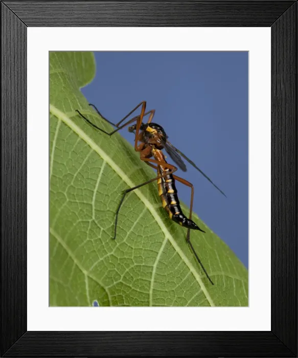 Framed Print : Picture No. 10896287 Framed Print : Picture No. 10896287