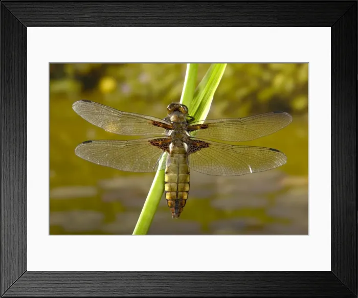 Framed Print : Picture No. 10896283 Framed Print : Picture No. 10896283