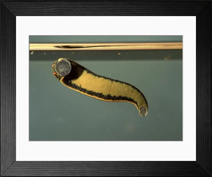Framed Print : Picture No. 10896289 Framed Print : Picture No. 10896289