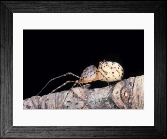 Framed Print : Picture No. 10896292 Framed Print : Picture No. 10896292